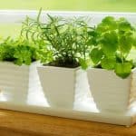 iStock 4787386_herbs on kitchen windowsill_s4x3.jpg.rend_.hgtvcom.616.462