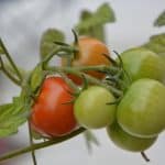 tomatoes