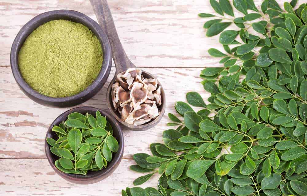 moringa the alarm 1